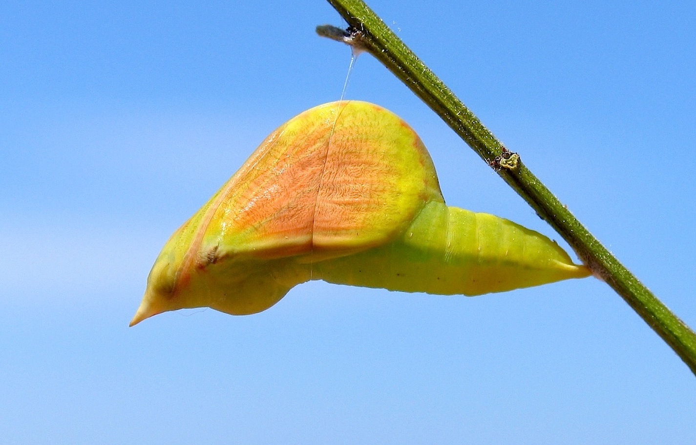 Gonepteryx cleopatra (ciclo vitale)